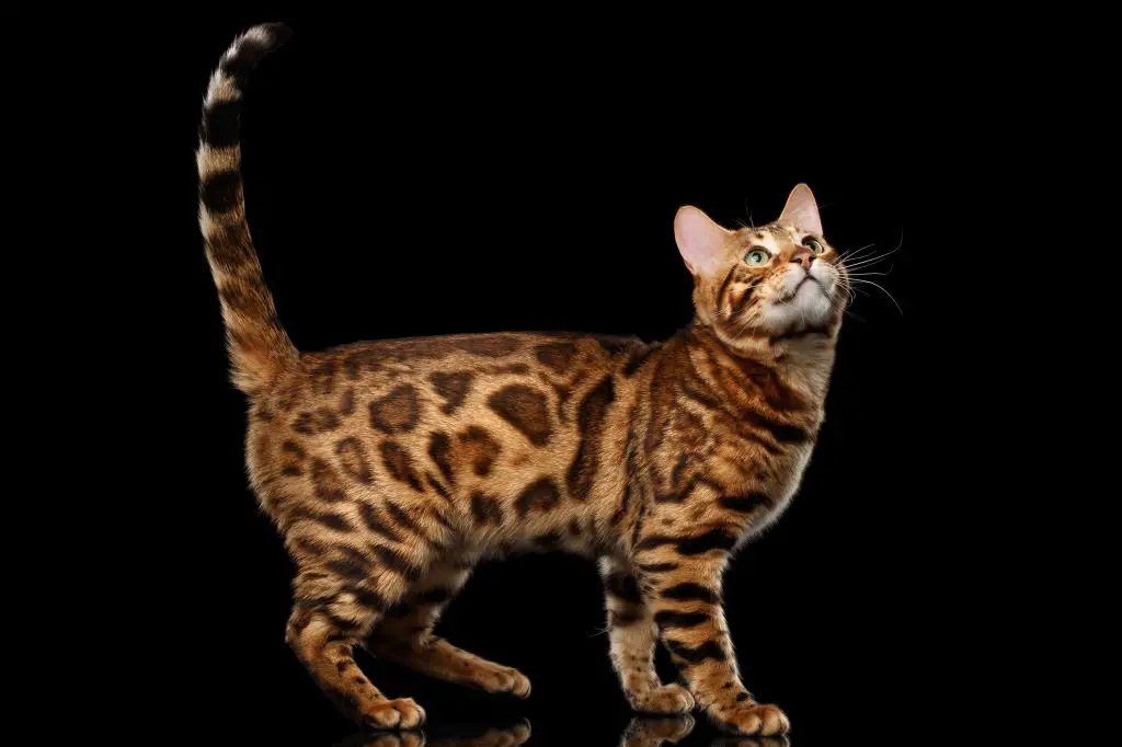 Katze Bengalkatze