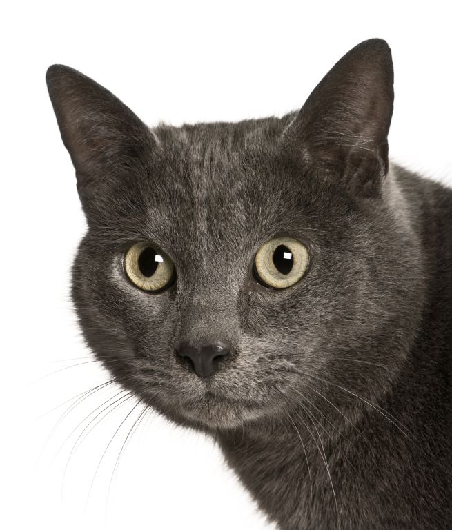 Katze Kartäuser-Katze
