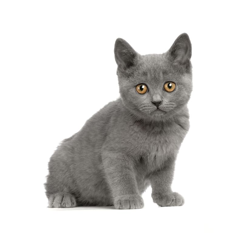 Katze Kartäuser-Katze