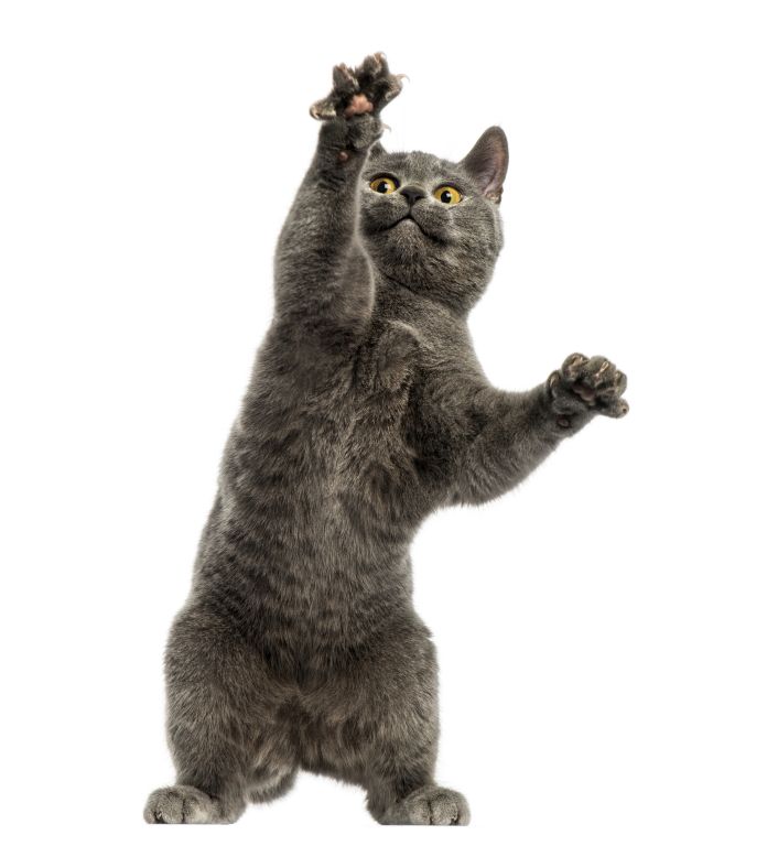 Katze Kartäuser-Katze