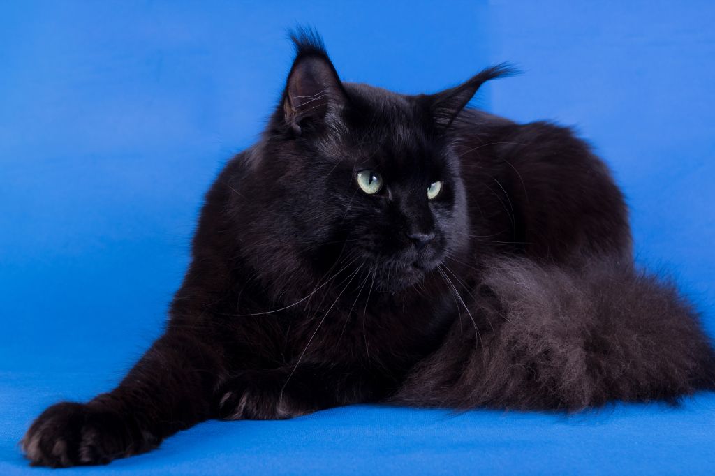 Katze Maine Coon