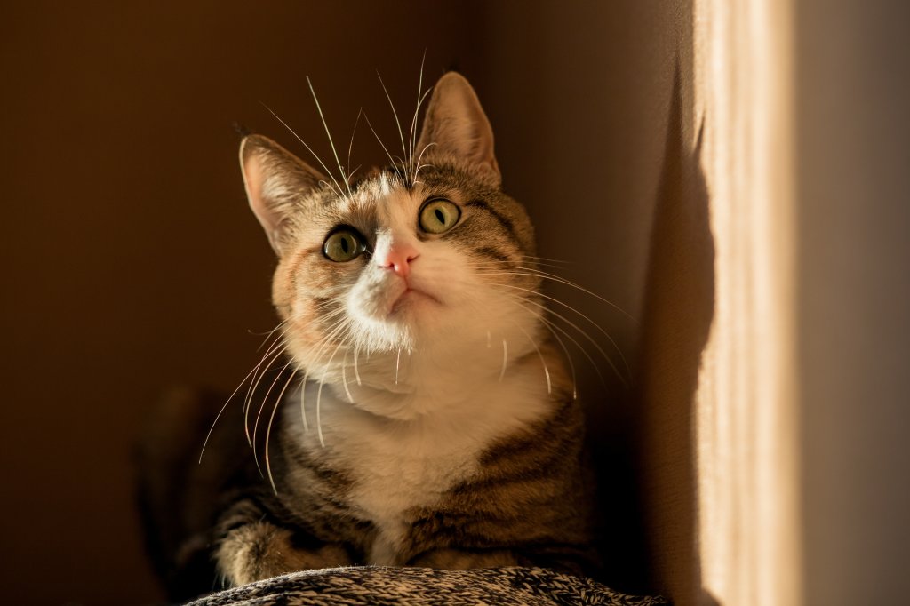 Katze Savannah-Katze