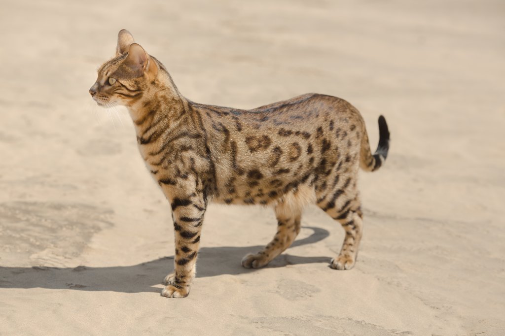 Katze Savannah-Katze