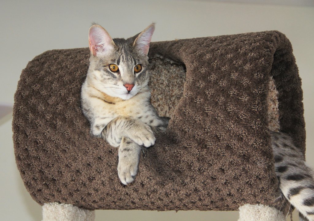 Katze Savannah-Katze