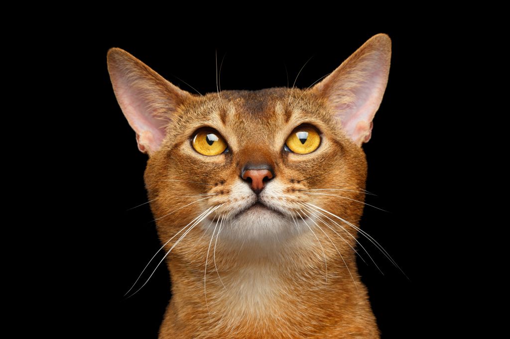 Katzenrasse Abessinier