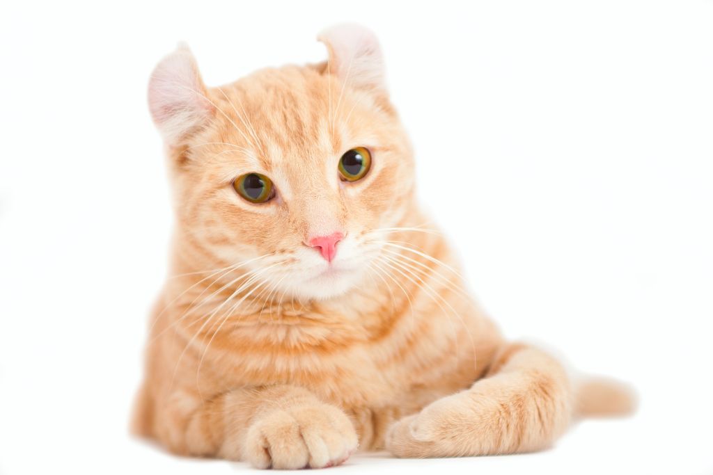 Katze American Curl Shorthair