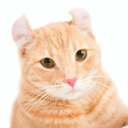 Katzenrasse American Curl Shorthair american-curl-shorthair