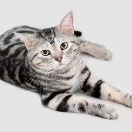 Katzenrasse American Shorthair