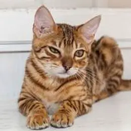 Katzenrasse Bengalkatze