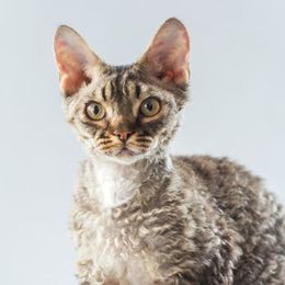 Katzenrasse Cornish Rex