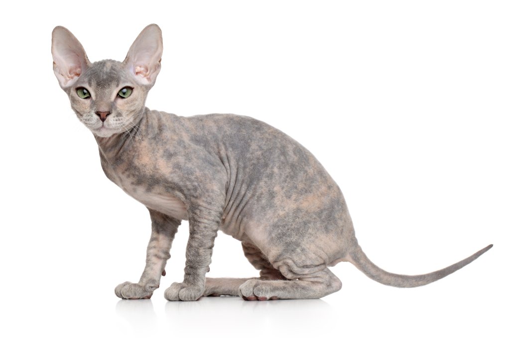 Katze Don Sphynx