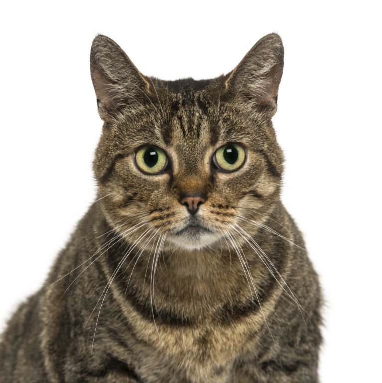 Katze Europäisch Kurzhaar