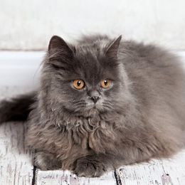 Katzenrasse Exotic Longhair