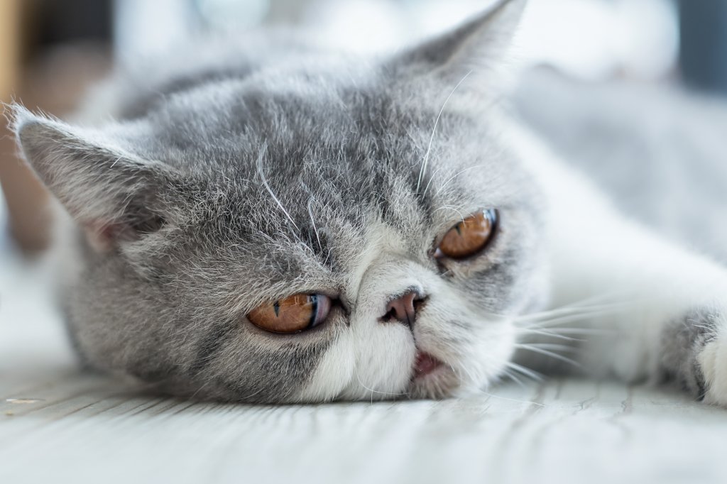Katze Exotic Shorthair