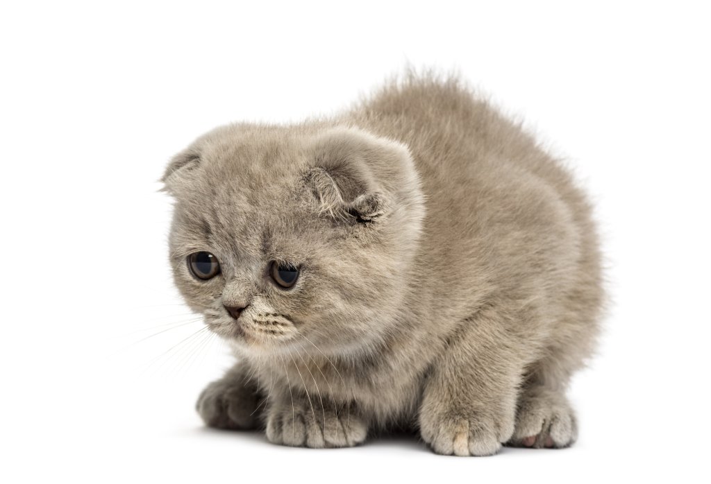 Katze Foldex
