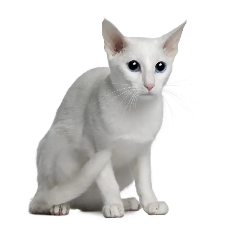Katze Foreign White