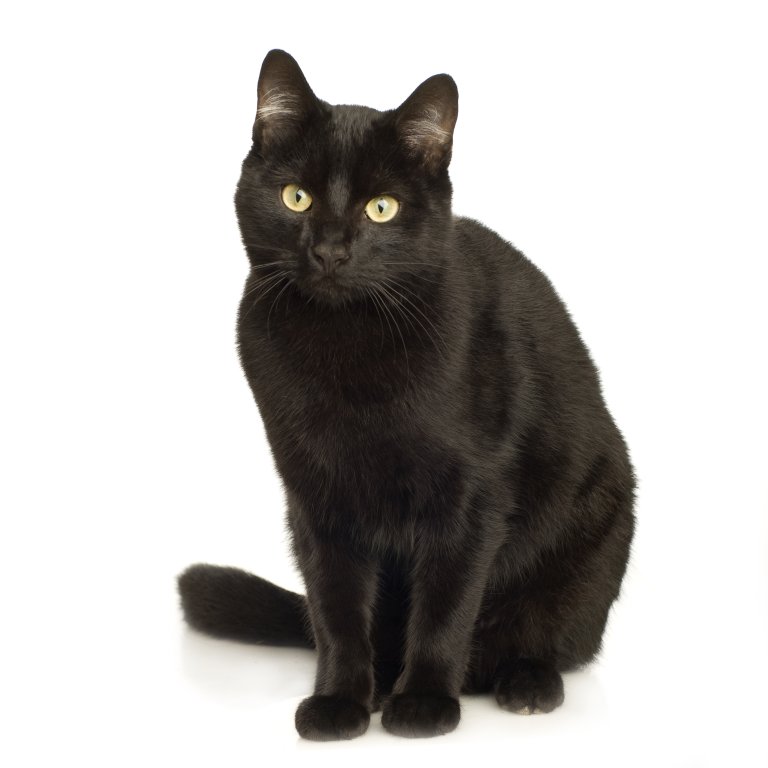 Gray Cat With White Eyes Gray Cat With White Eyes
