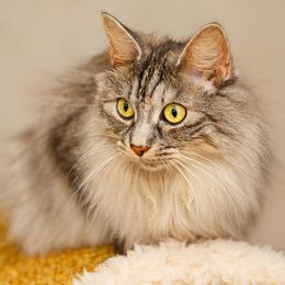 Katzenrasse Japanese Bobtail Longhair