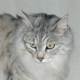 Katzenrasse Karelian Bobtail Longhair