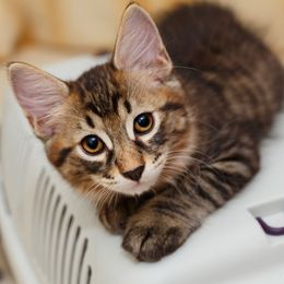 Katzenrasse Karelian Bobtail Shorthair