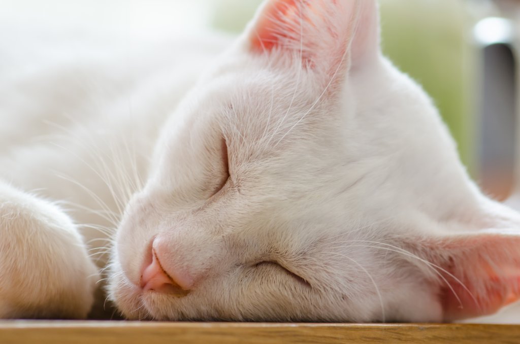 Katze Khao Manee