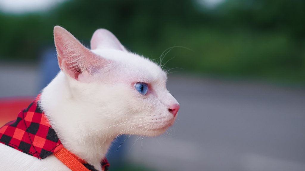 Katze Khao Manee