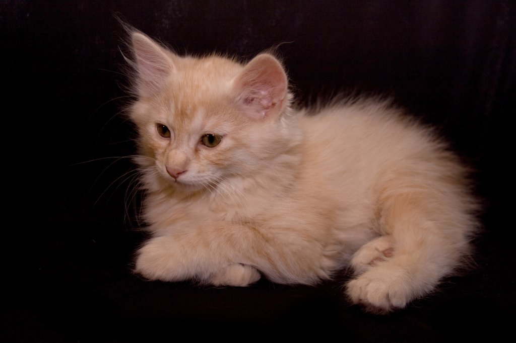Katze Kurilen Bobtail Longhair