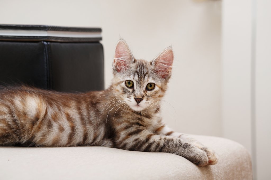 Katze Kurilen Bobtail Shorthair