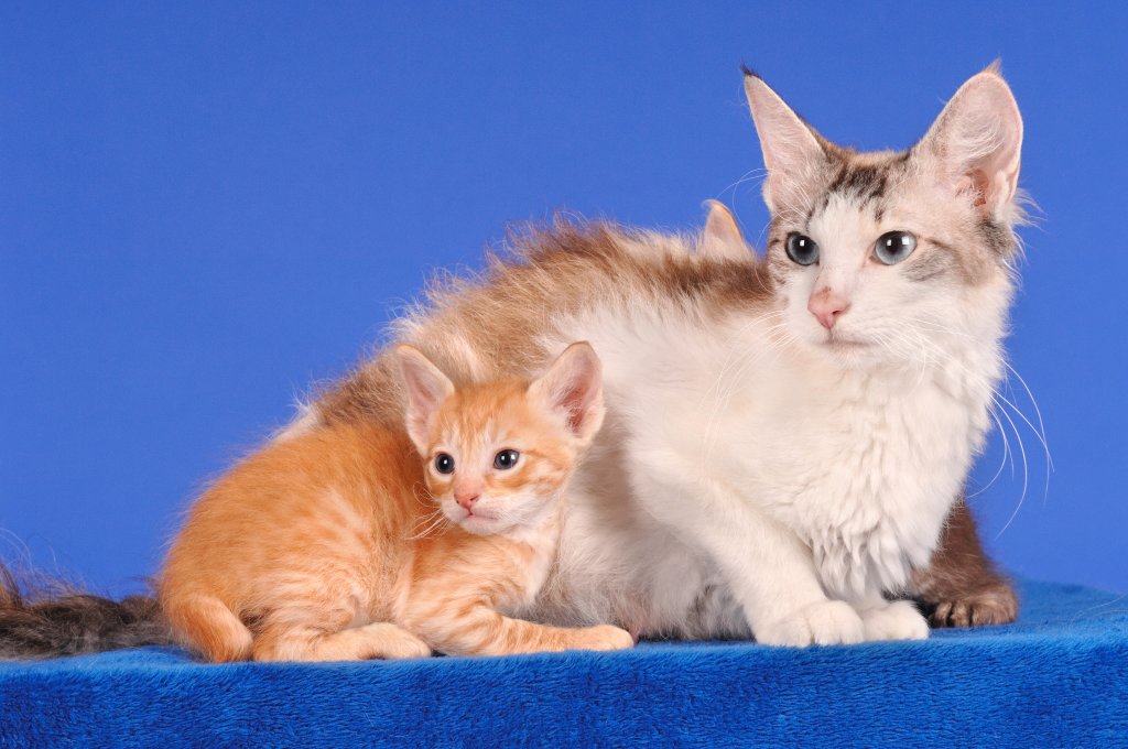 Katze LaPerm Longhair