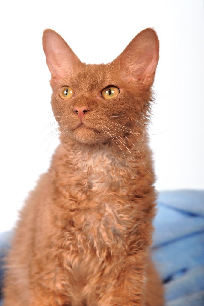 Katze LaPerm Shorthair