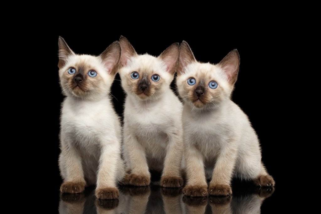 Katze Mekong Bobtail