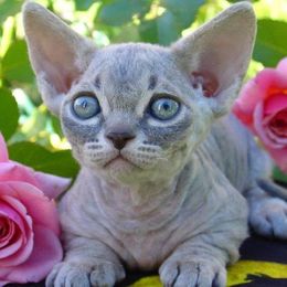 Katzenrasse Minskin