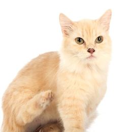 Katzenrasse Munchkin Longhair