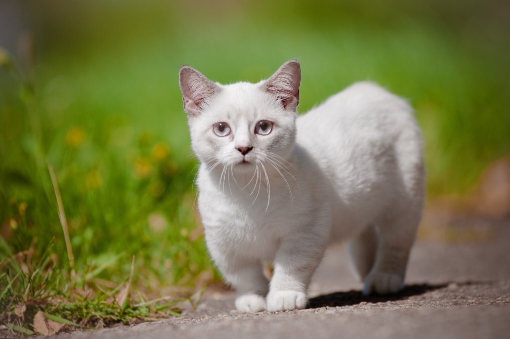 Katze Munchkin Shorthair