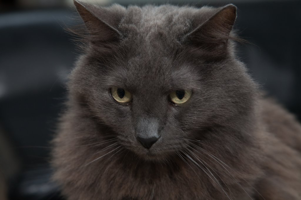 Katze Nebelung
