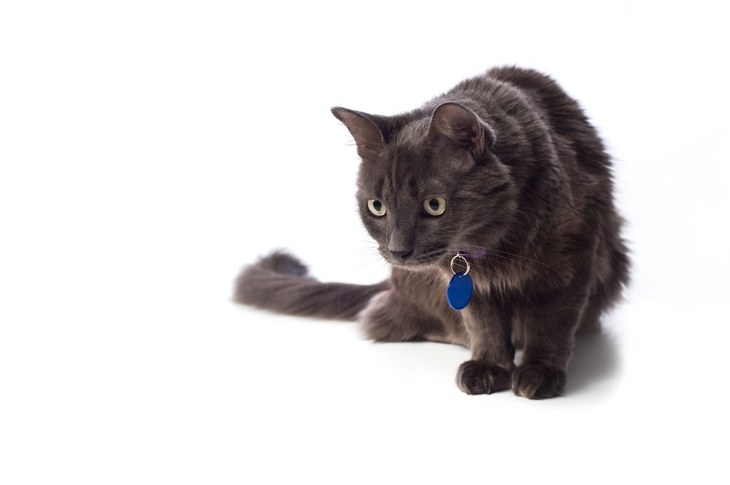 Katze Nebelung