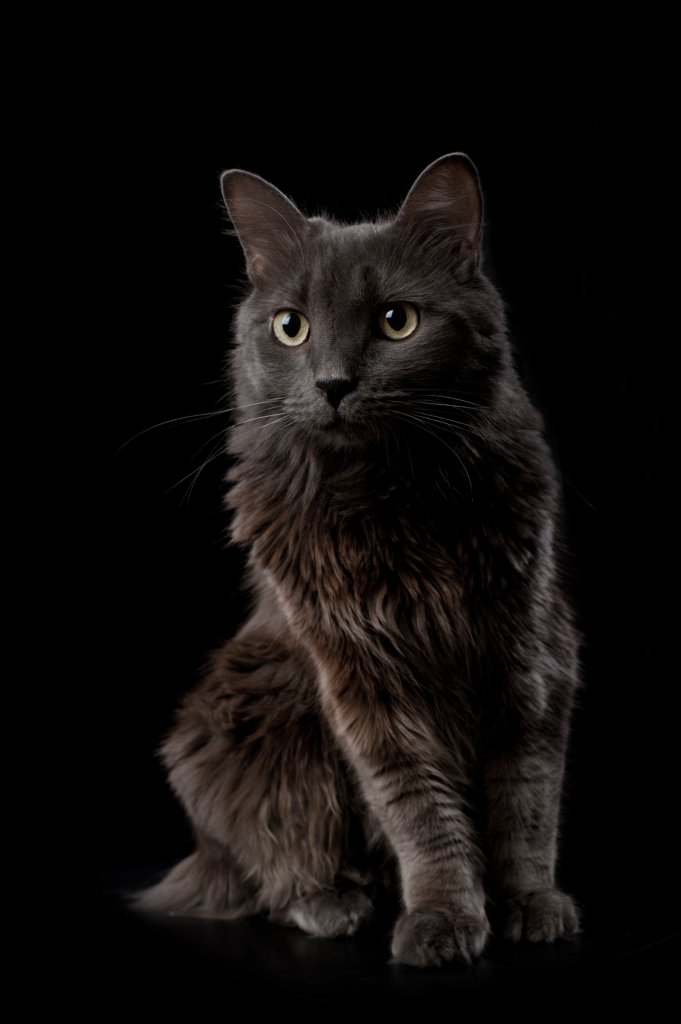 Katze Nebelung