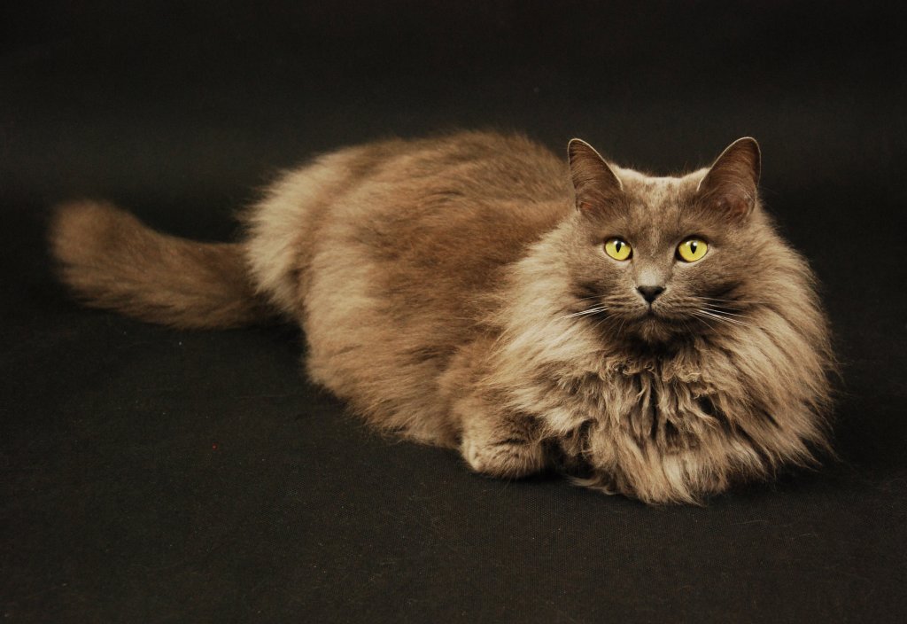 Katze Nebelung