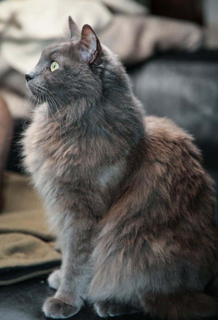 Thin's Official Journal Of Cats (New & Improved!) Nebelung-005