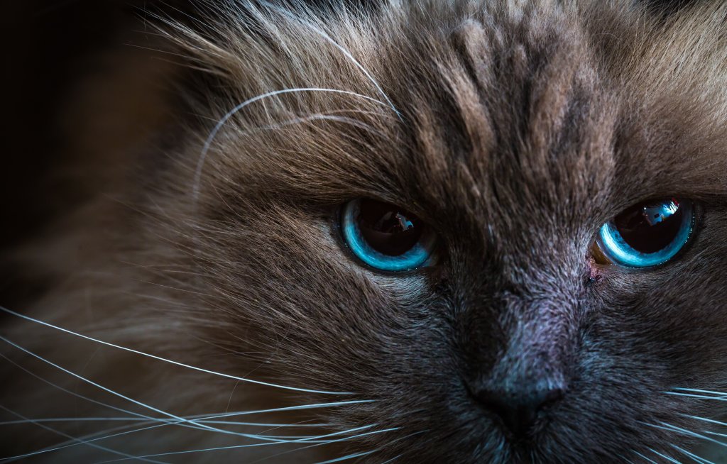 Katze Neva Masquarade