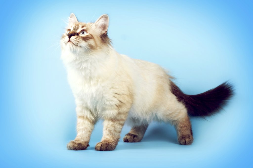 Katze Neva Masquarade