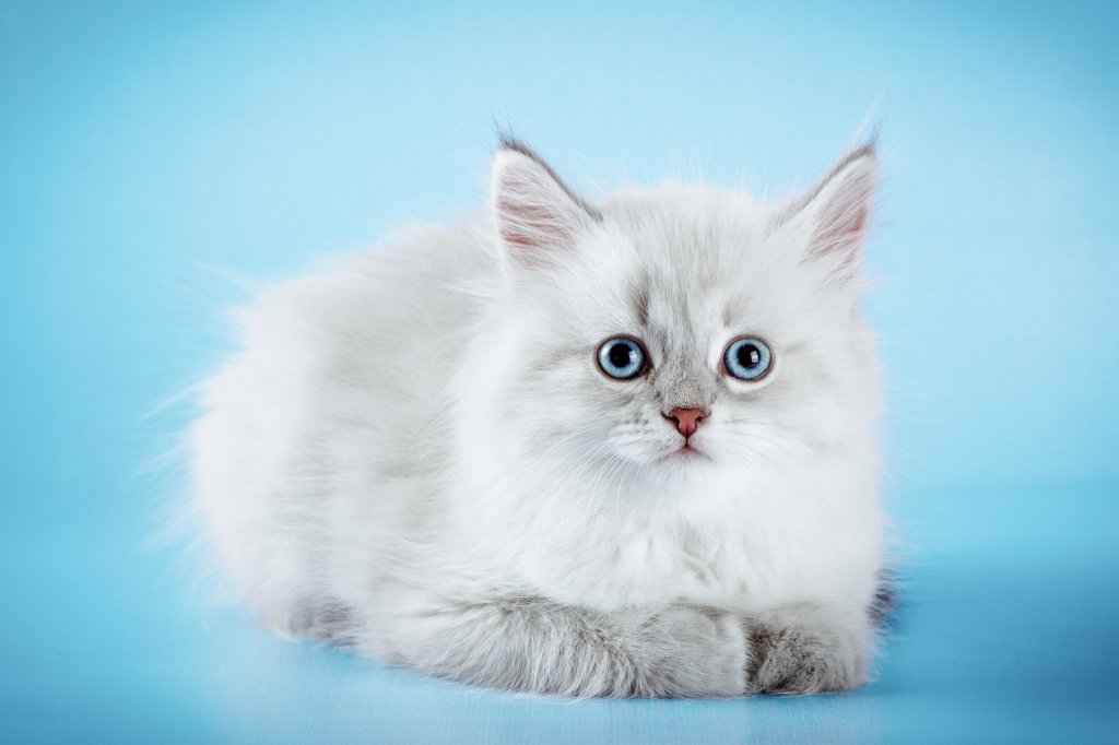 Katze Neva Masquarade