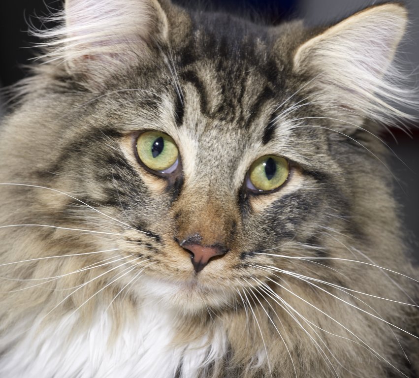 Katze Norwegische Waldkatze
