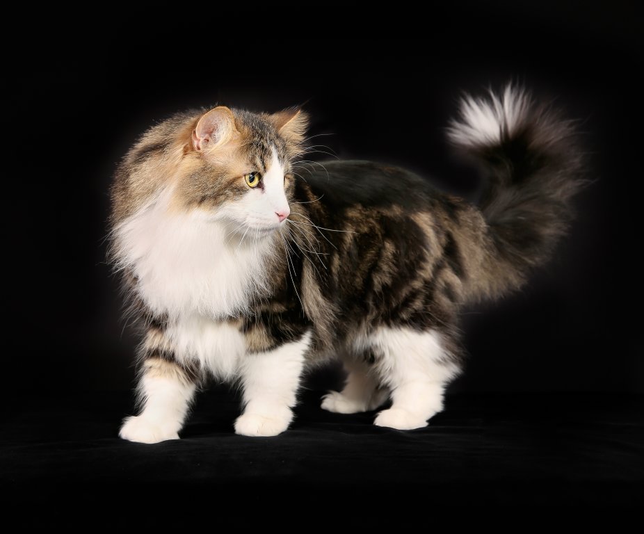 Katze Norwegische Waldkatze