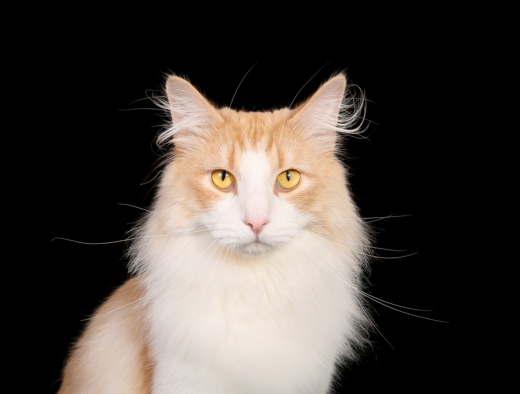 Katze Norwegische Waldkatze