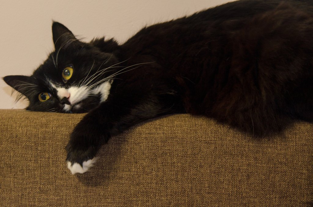 Katze Norwegische Waldkatze