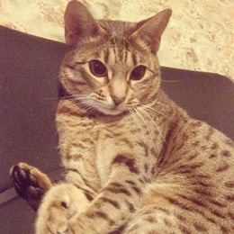 Katzenrasse Ocicat