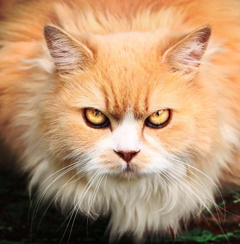 Katze Perserkatze