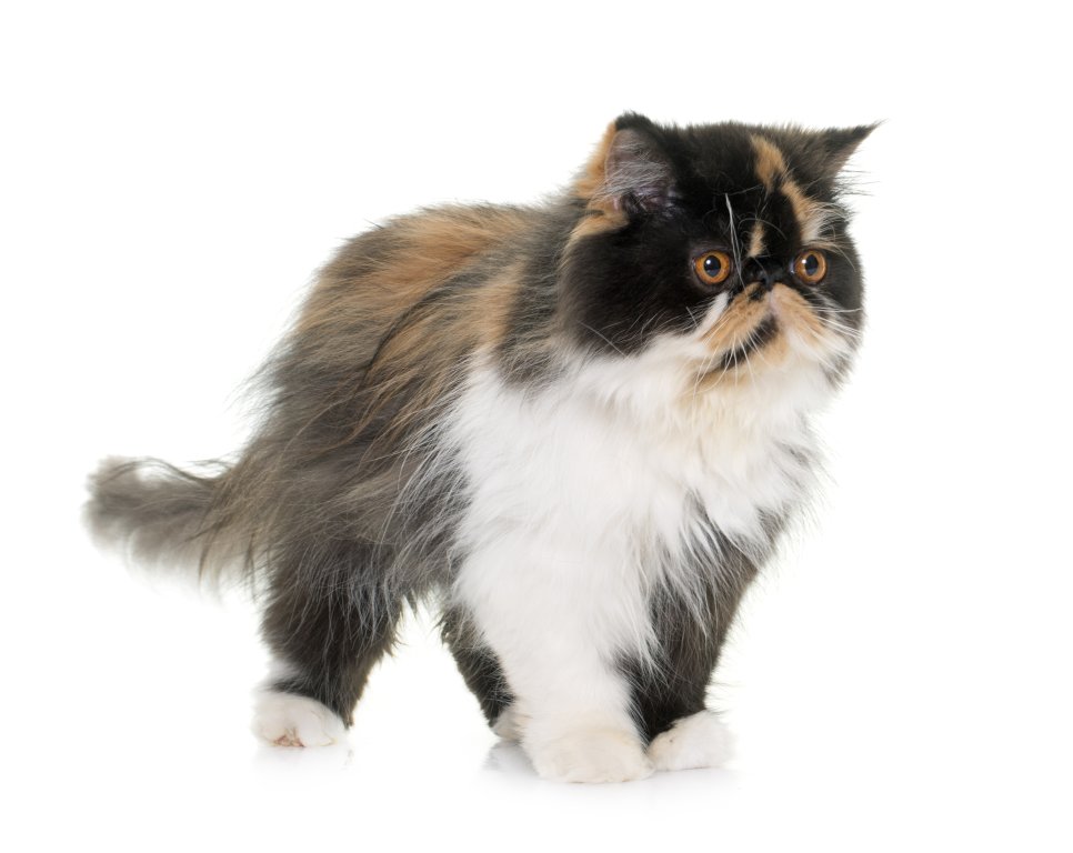 Katze Perserkatze