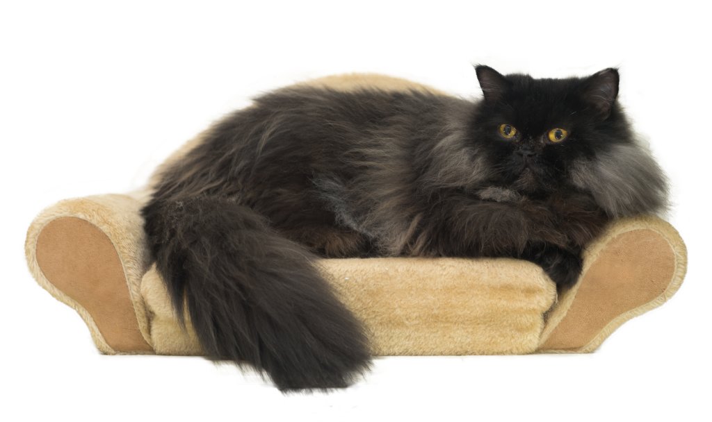 Katze Perserkatze